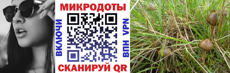 Псилоцибиновые грибы прущие грибы Куртамыш